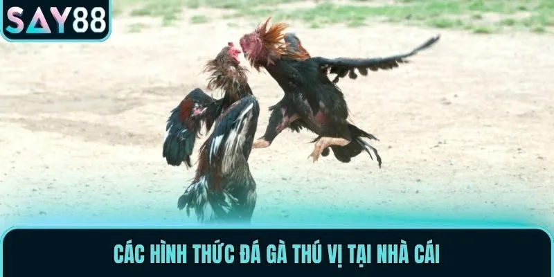 Chuyên Mục Đá Gà Say88 - Cá Cược Hấp Dẫn Và Chất Lượng 2 Các hình thức đá gà thú vị tại nhà cái