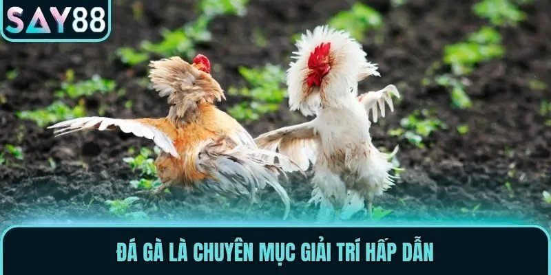 Chuyên Mục Đá Gà Say88 - Cá Cược Hấp Dẫn Và Chất Lượng 1 Đá gà là chuyên mục giải trí hấp dẫn