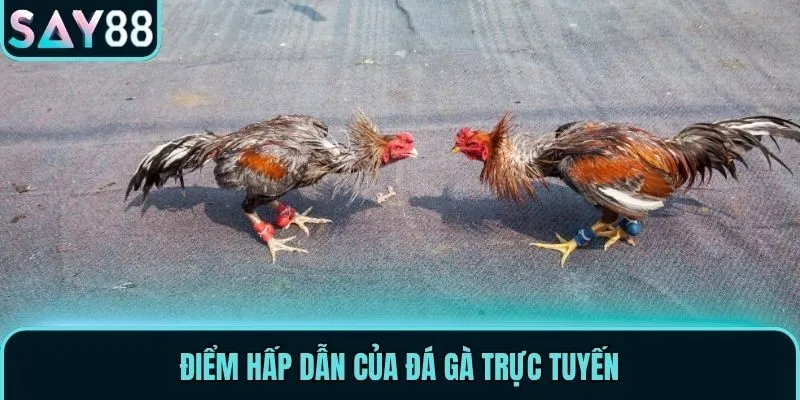 Chuyên Mục Đá Gà Say88 - Cá Cược Hấp Dẫn Và Chất Lượng 3 Điểm hấp dẫn của đá gà trực tuyến